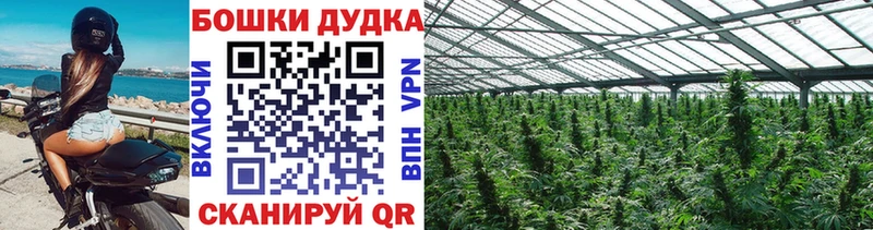 Конопля Ganja  Боровичи 